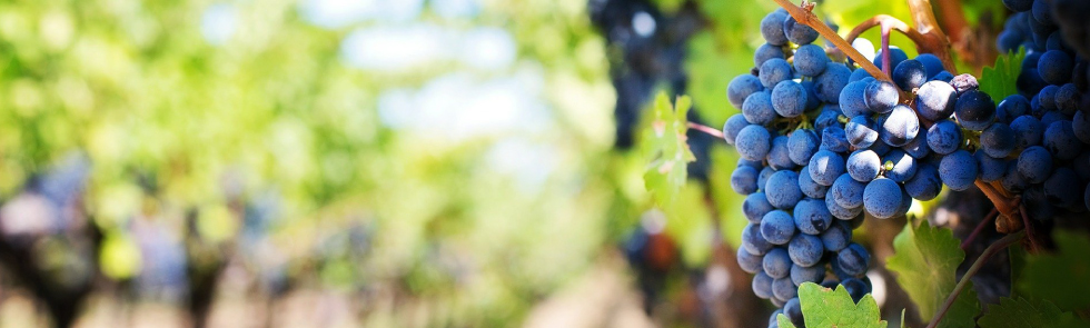 Image montrant des vignes avec une grappe de raisins en premier plan.